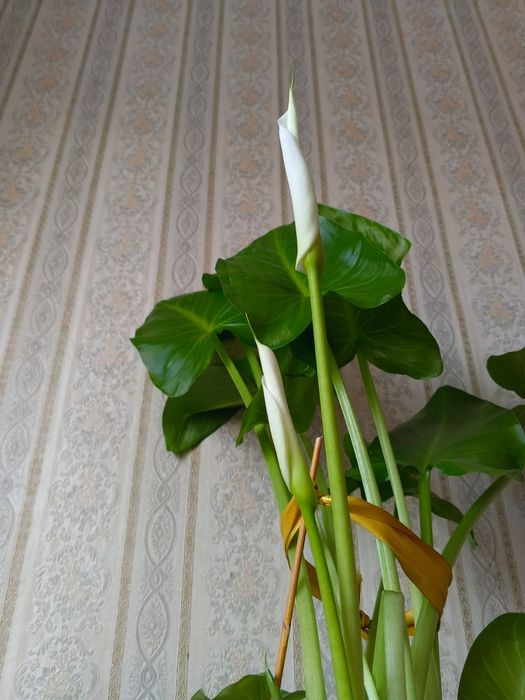 Продам цветы Каллы