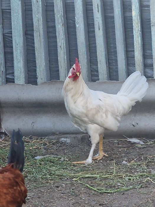 Продам молодых петушков