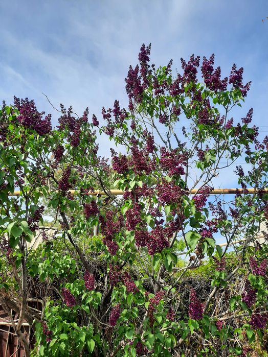 Продам Дачу на Кривом озере