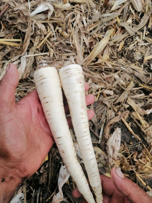 Pătrunjel hibrid de înaltă calitate