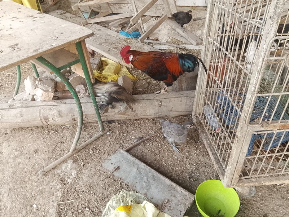 Turli turdagi tovuq va xoʻrozlar sotiladi