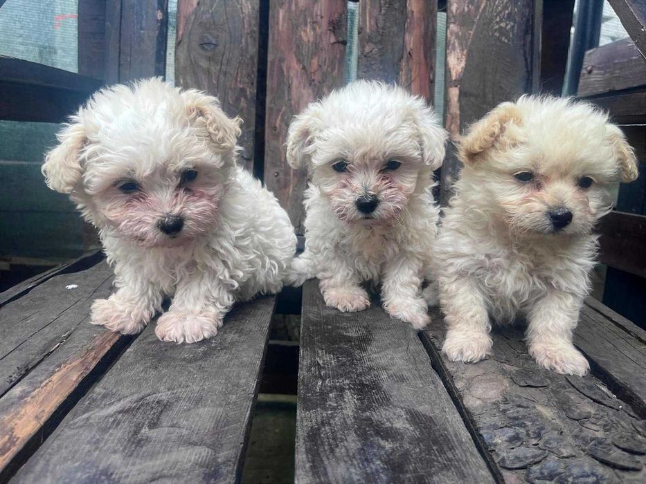 catel bichon talie mica