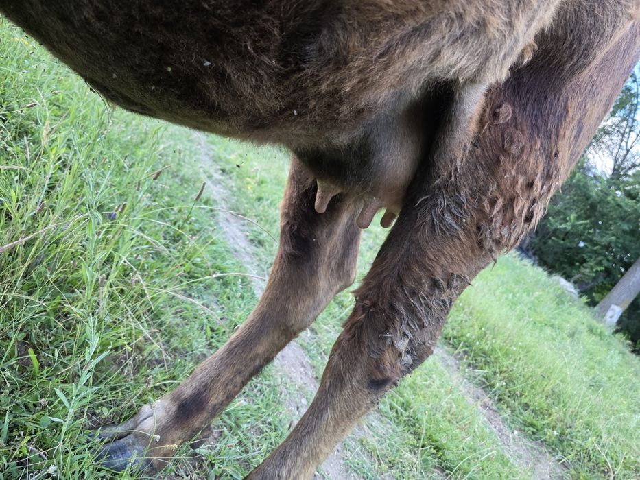 Vaca de vanzare GESTANTA