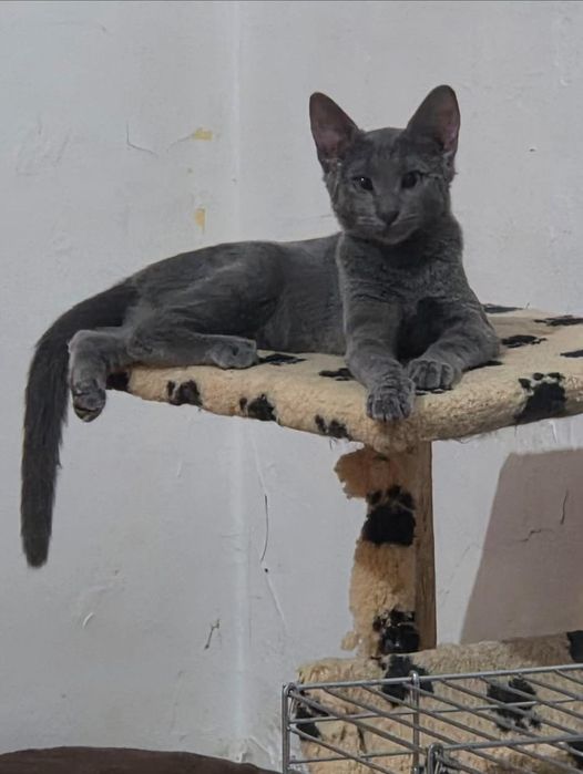 pui de pisicuta,,fetita frumoasa,pisicuta pentru adoptie,puiut de pisica