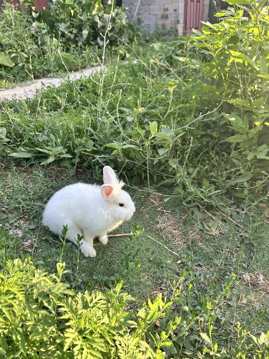 Кролик живой, декоративный