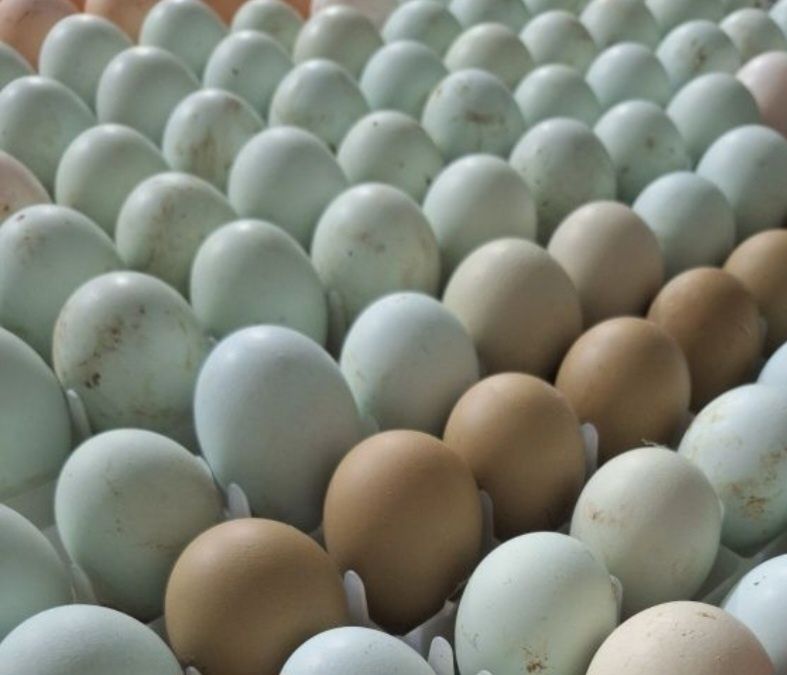 Pui Araucana și Ameraucana