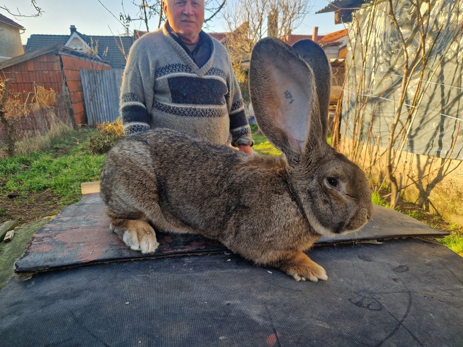 Iepuri uriasi gri german