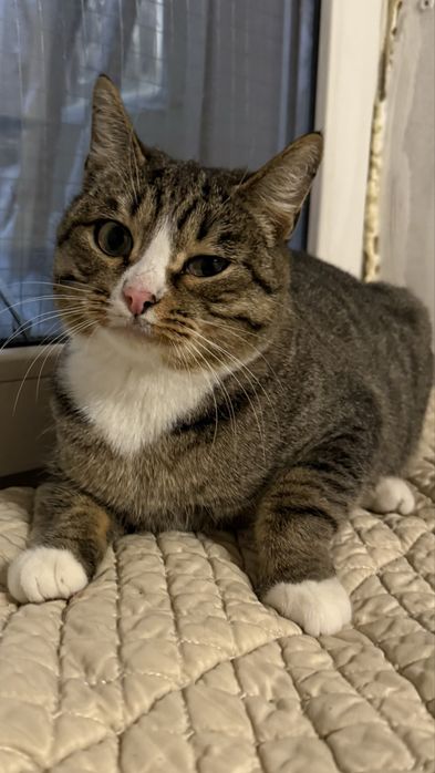 Ищем дом кошке Мие