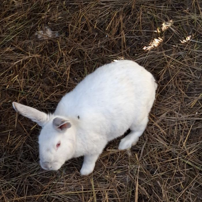 Продам кроликов крупные