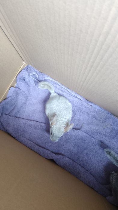 Pui chinchilla, chinchila, sinsila bej și gri