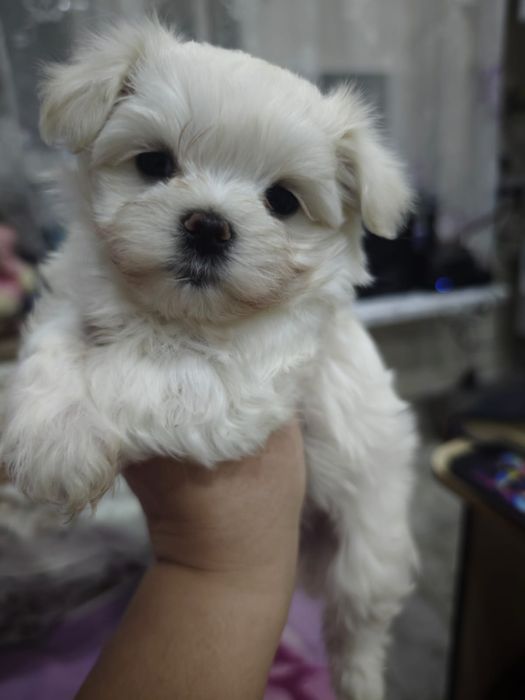 Продам девочку мальтезе