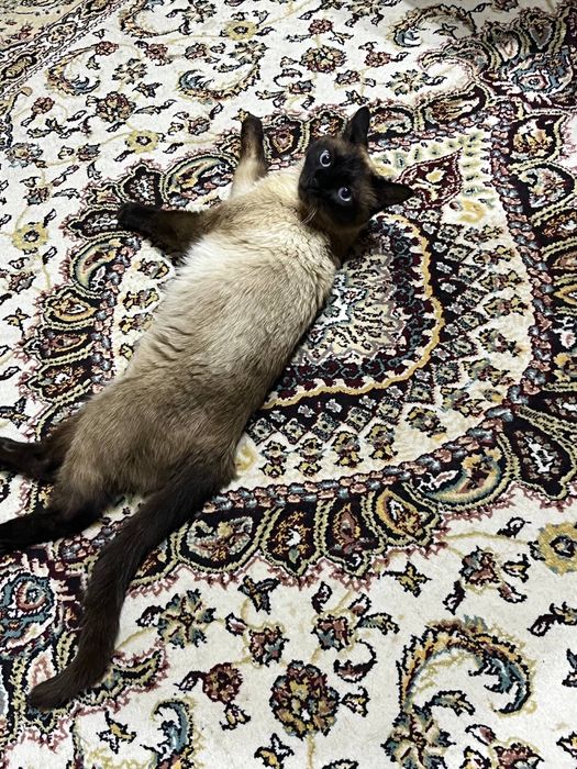 Отдам Ласковая сиамская кошка