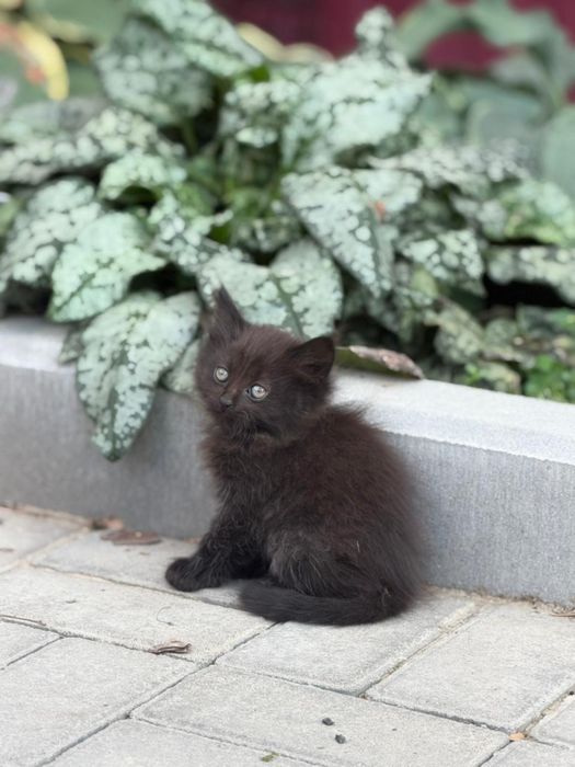 Отдам котят  1,5 месяца