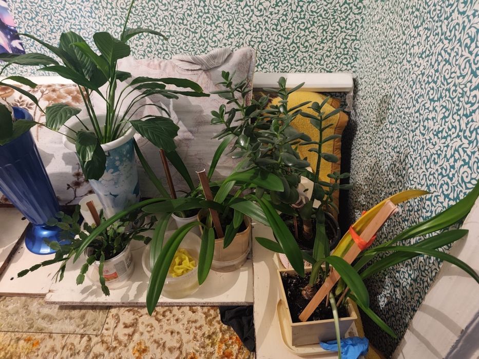 Продам цветы разные