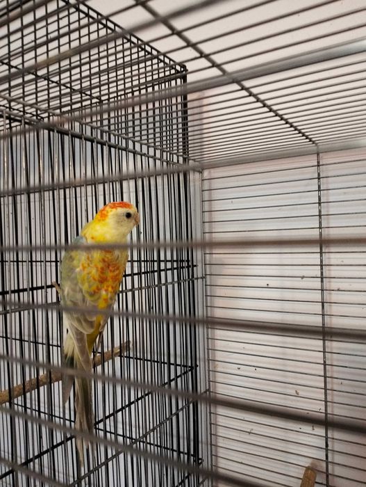 Papagali cântători și rosella, tineret.
