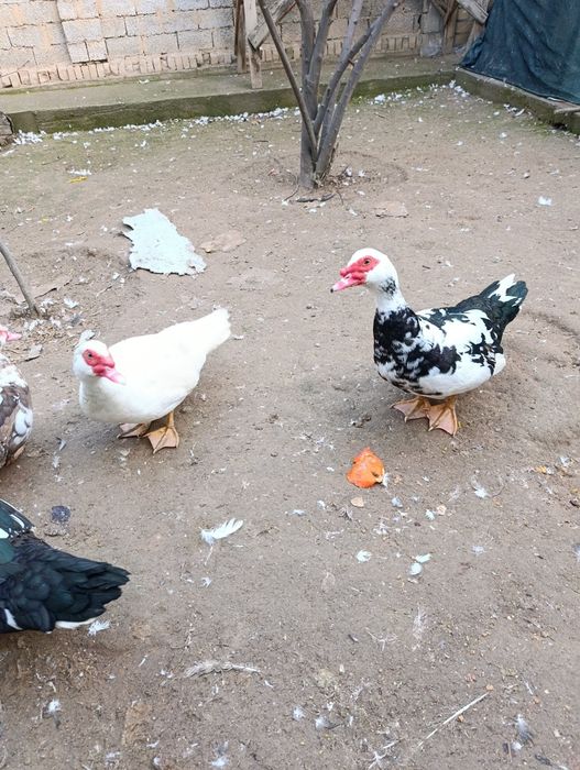 Indutkala sotiladi soglom 3ta erkak 3ta urgochj