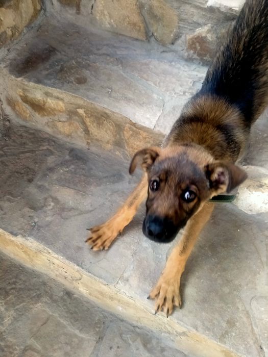 Продам бельгийскую овчарку