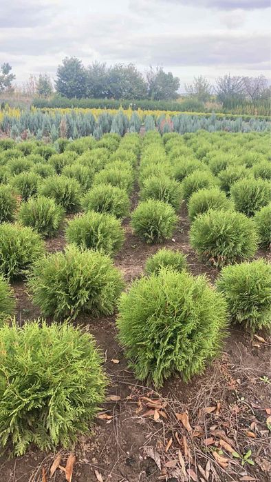 Туя глобоза,даника,тини тим,голден глобе и малки магнолии.Смарагд и др