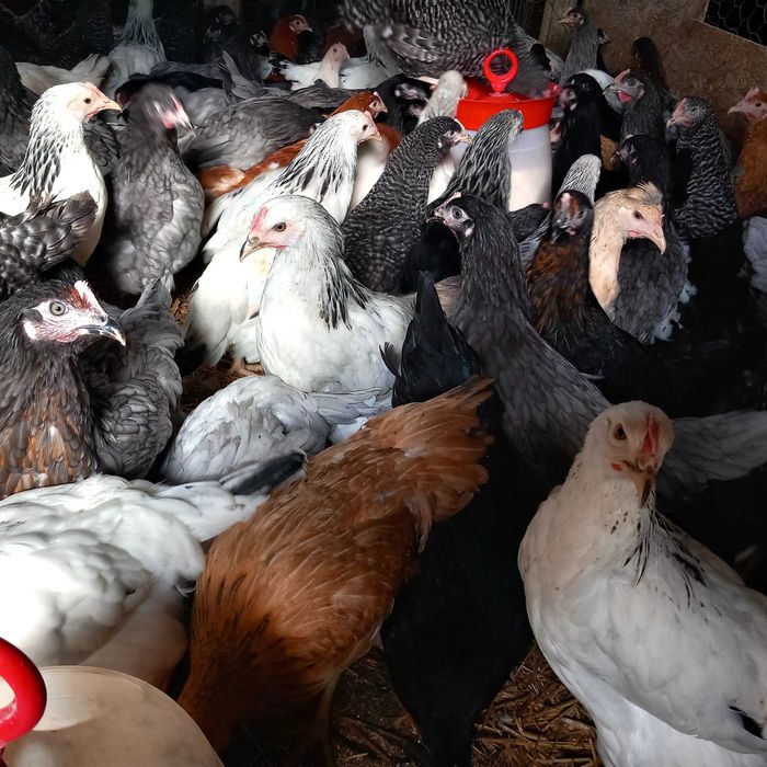 Vând puicute ouă "Dominante"