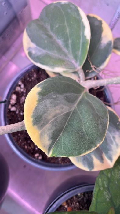 Хойи разные сорта