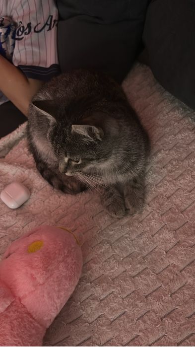 Кошка отдам в добрые руки