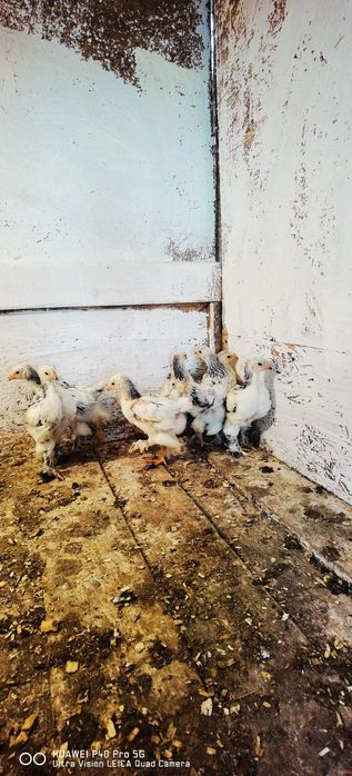 De vanzare pui Brahma hd