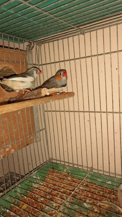 Амадины зебровые клетки