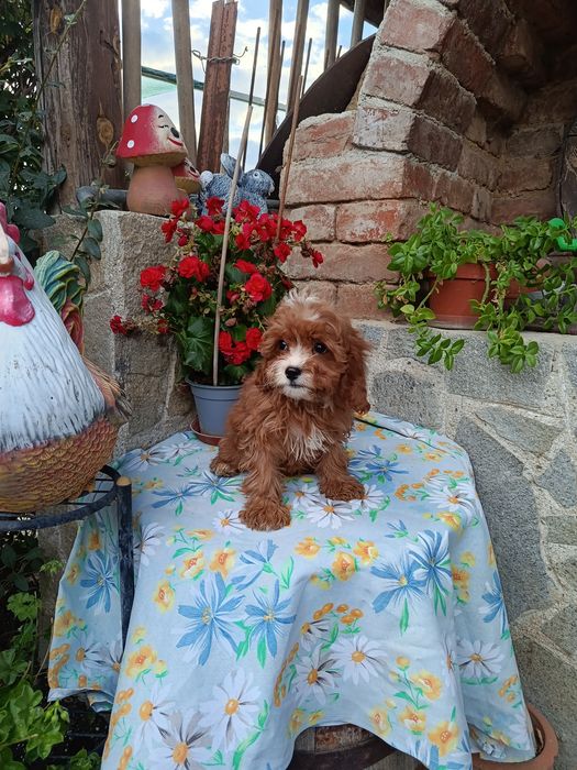 Кавапу Cavapoo..