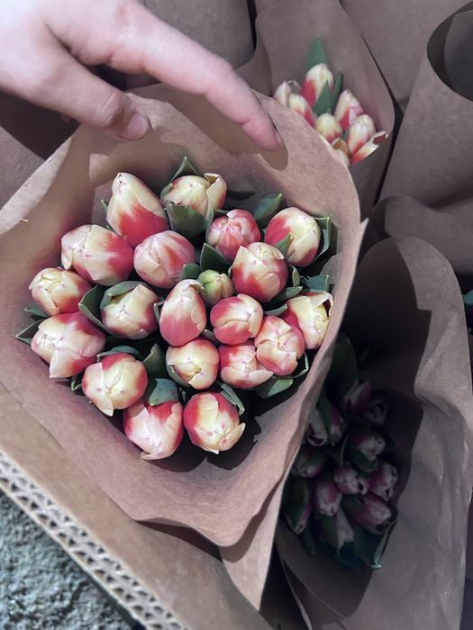 Тюльпан оптом 380