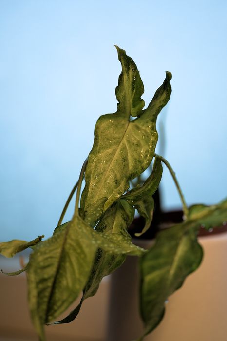 Продаём комнатные растения