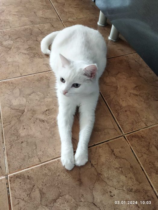 Передержка кошек