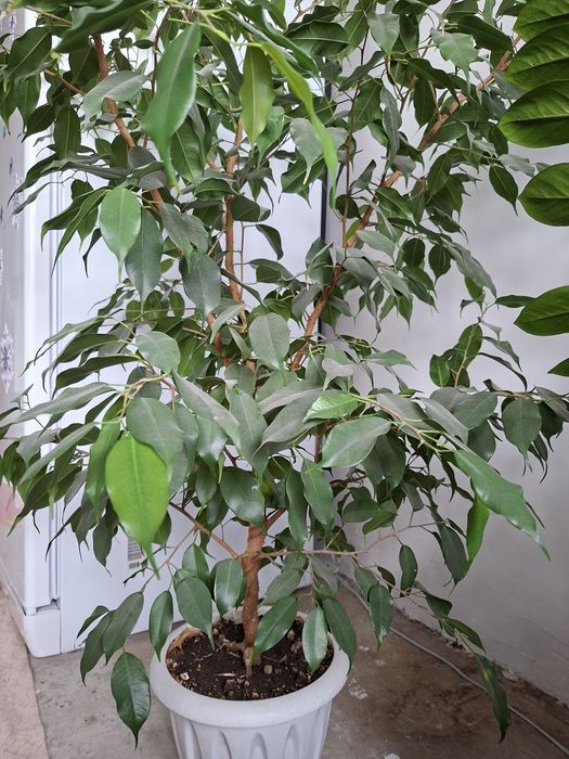 Продам фикус бенджамина