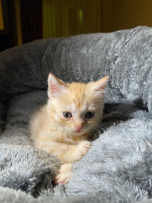 Продам вислоухих котят