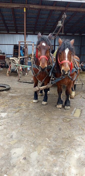 Vând caii 6mii de euro