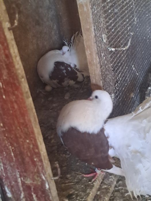 Porumbei și tururele razatoare