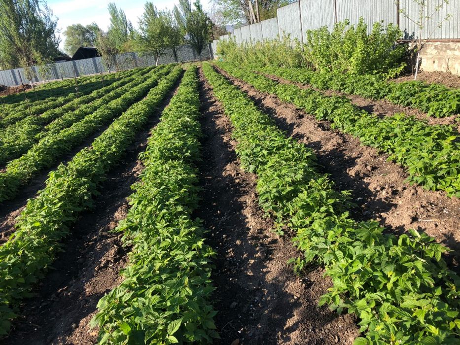 Продам саженцы малины Полька