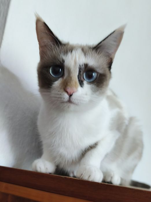 Кошка и кот  в добрые руки