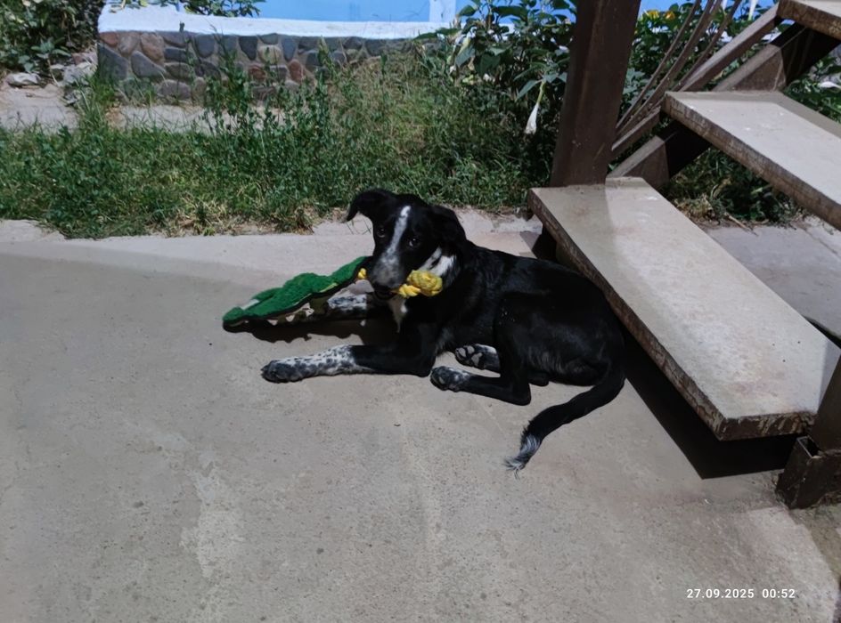 Отдаётся щенок Нюша в ответственные руки!