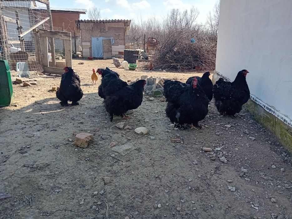 Vand oua cochinchina urias