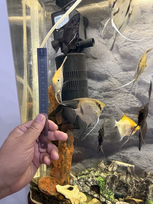 Скалярии- аквариумные рыбки