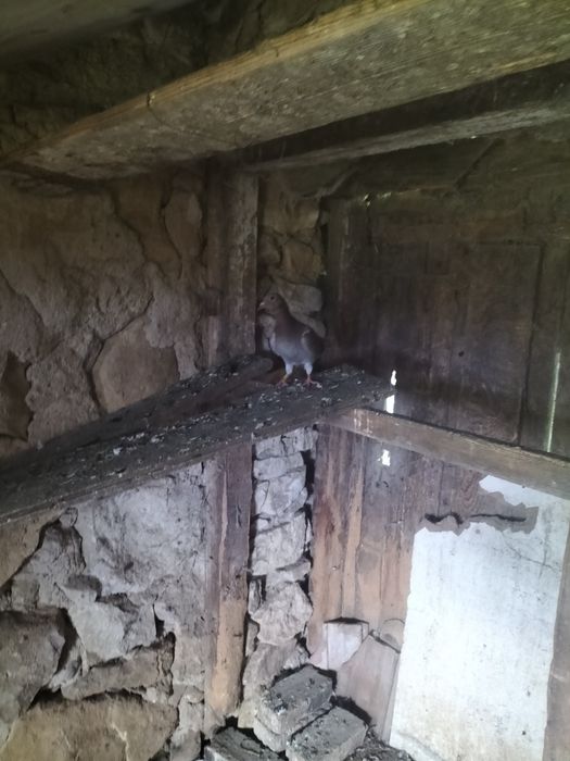 Porumbei voiajori pui