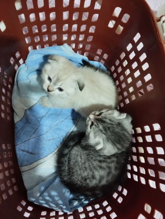 Котята скоттиш фолд