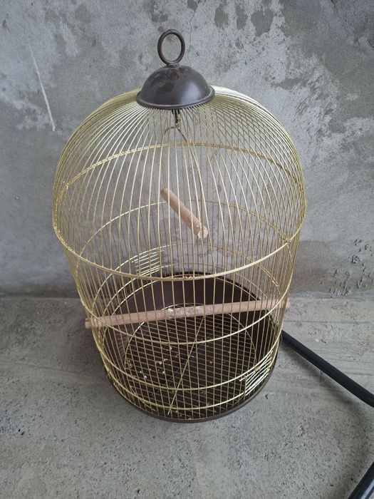 To'ti qafas yaxshi holatda