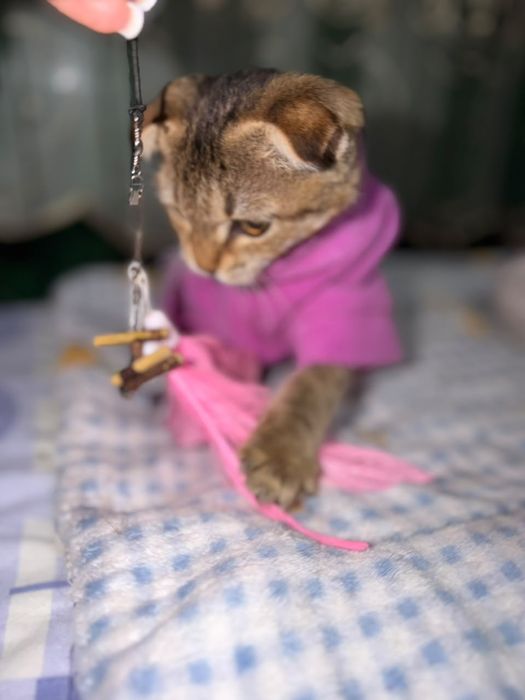 Ласка котёнок в поисках дома