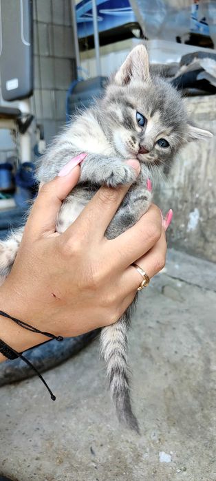 Подарявам 6 котенца