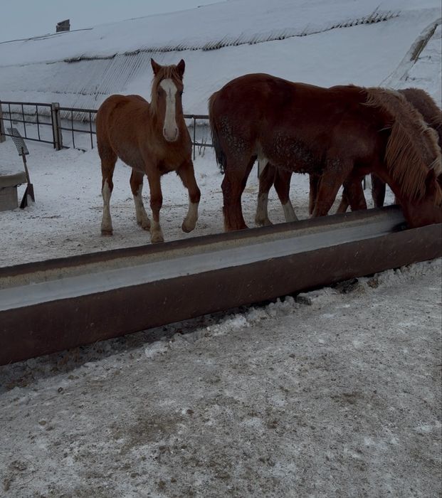Жеребчики на племя
