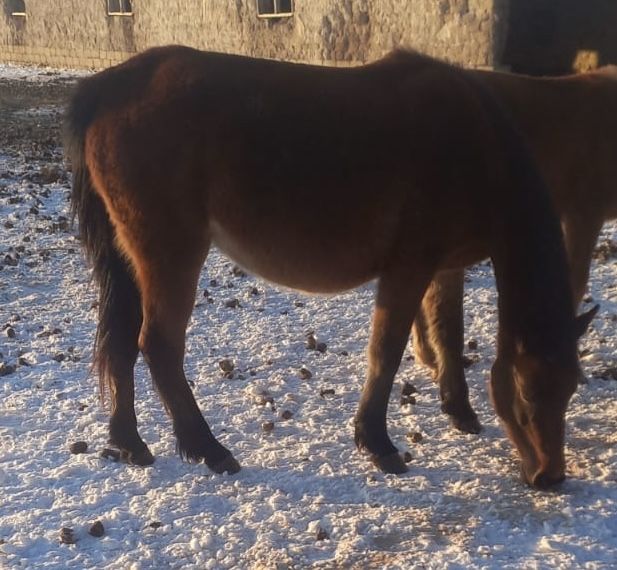 Продам двоих за 800 тыс