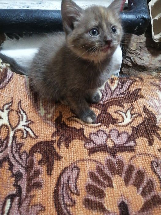 Отдам котят в добрые руки