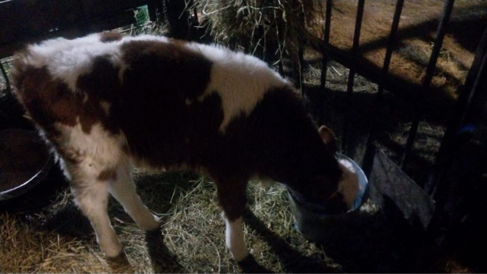 Продам телят в Теректинском районе