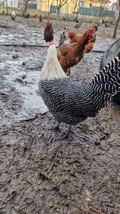 Vand oua Brekel  pentru incubator